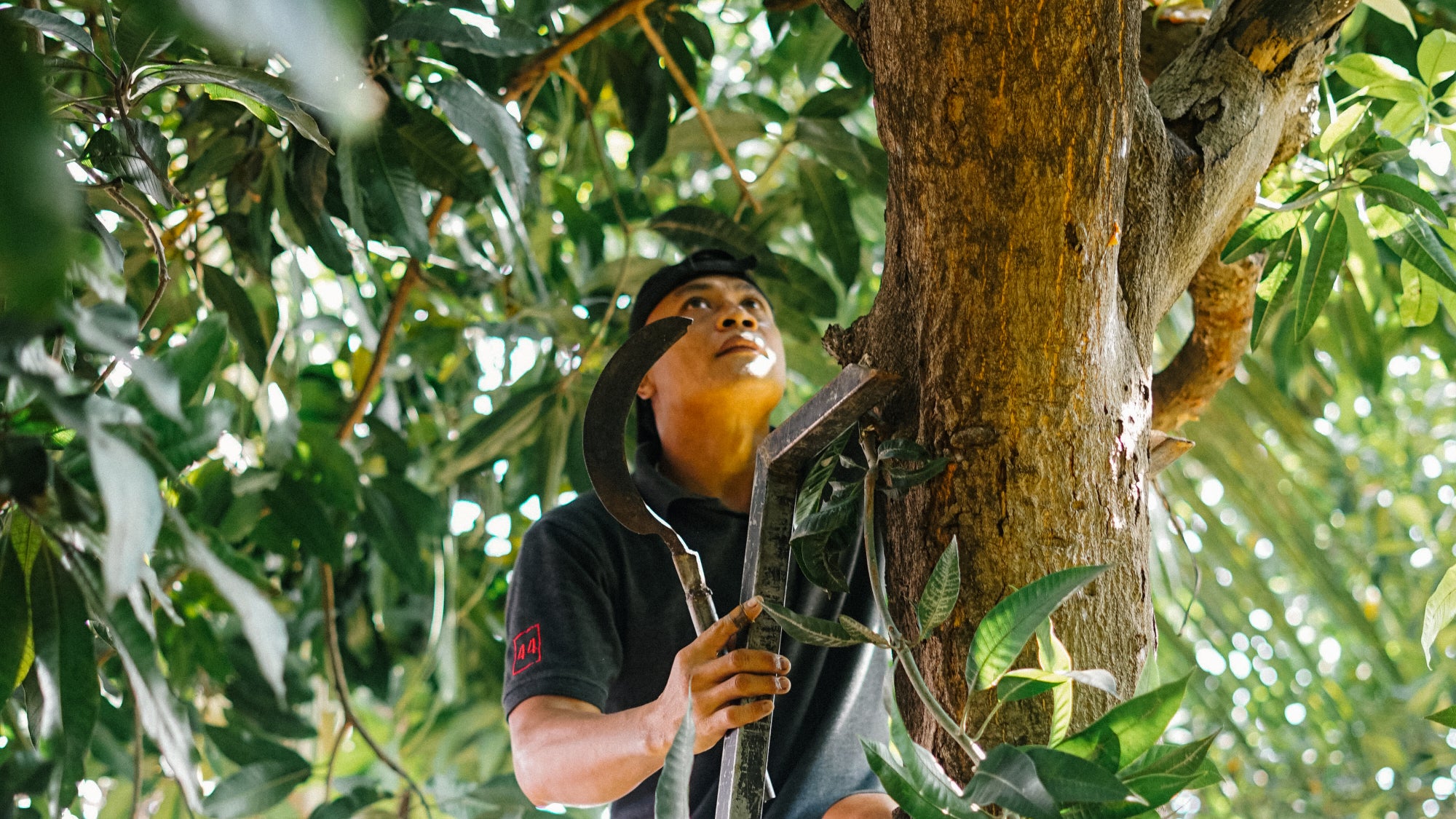 A man stands on a ladder while holding a blade and looks up into tree canopy.